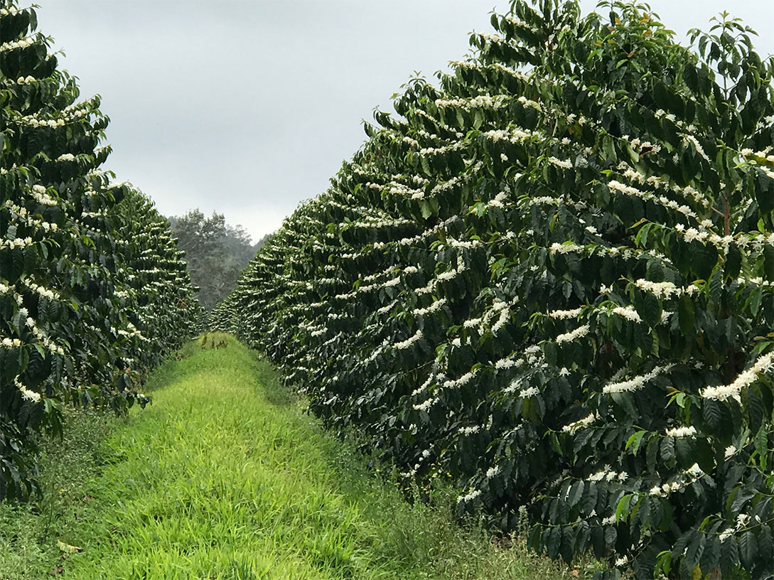 Coffee beans growing in field