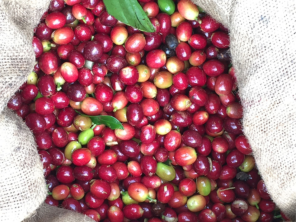 Coffee beans picked, in bag