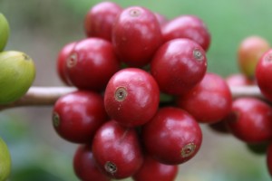 Kona Coffee Cherry